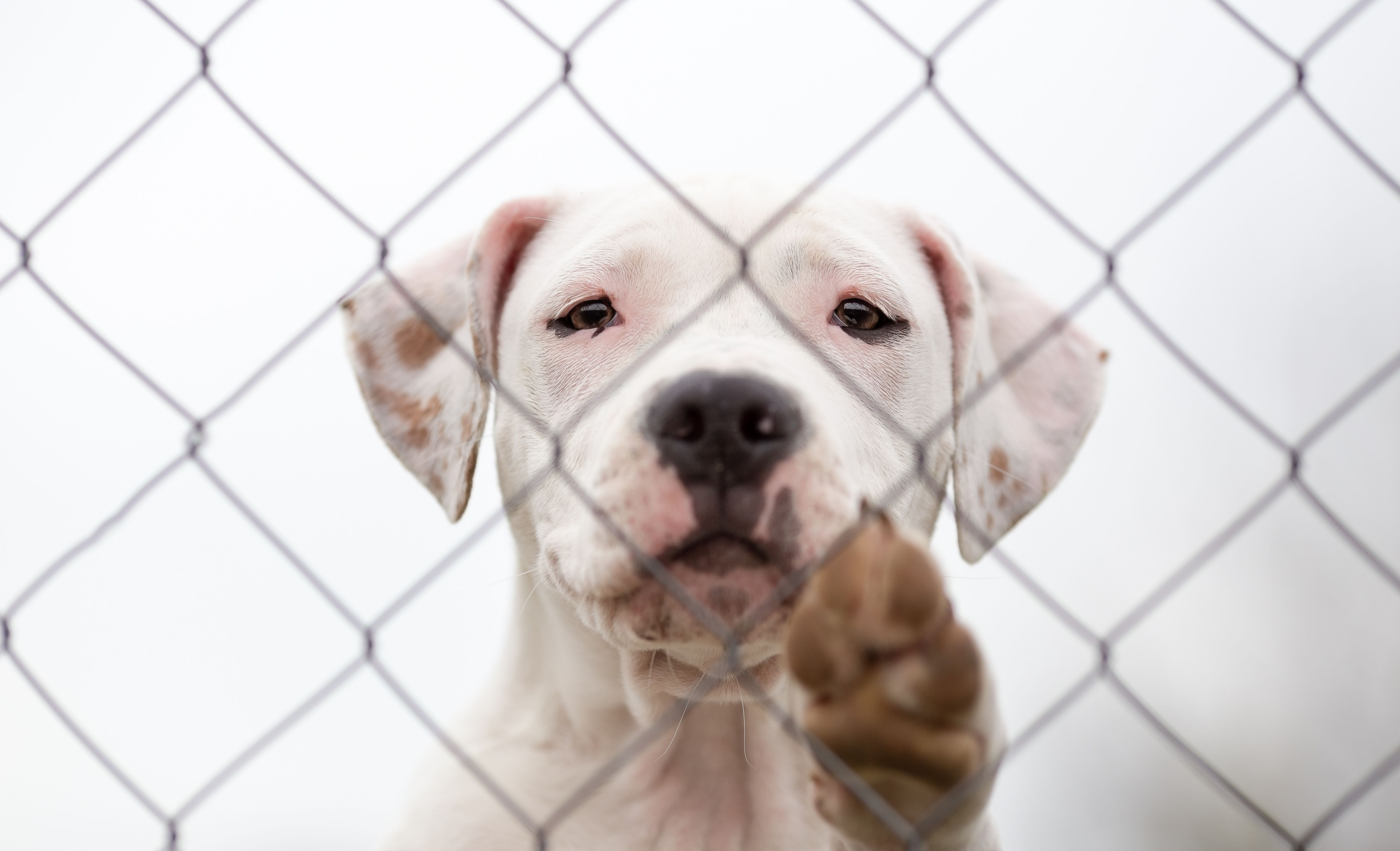 Pet Friendly Hotels in Destin FL Hotel Effie