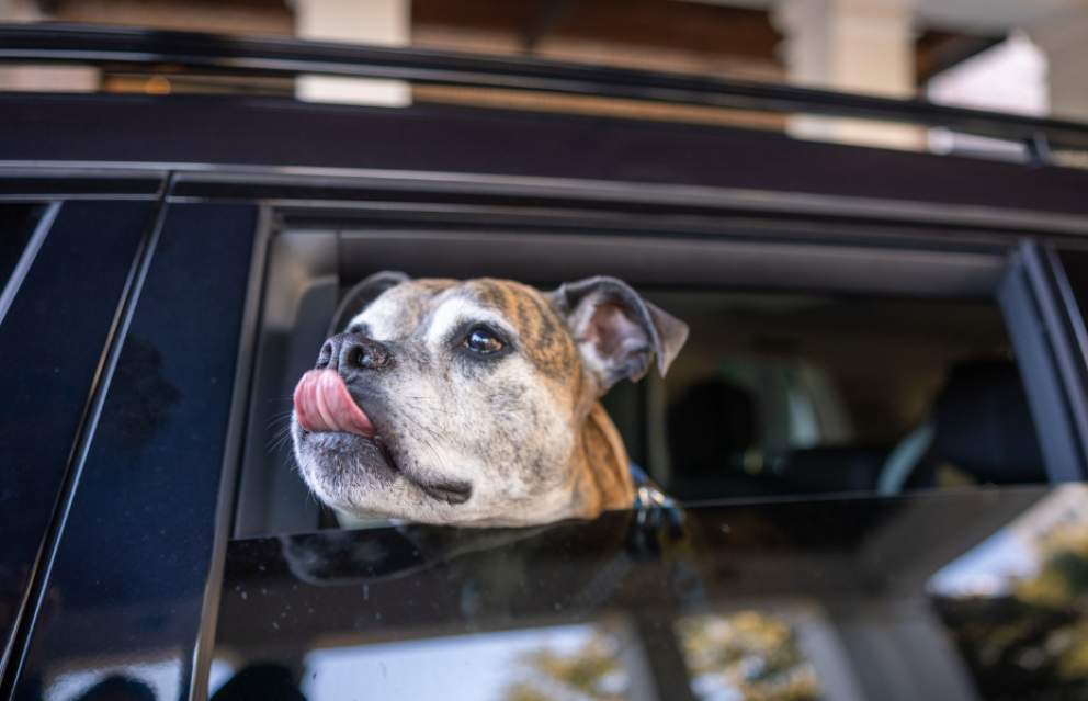 Careers - Spot Pet Insurance