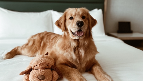centered_dog