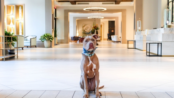 Pet Friendly Hotels In Destin Fl
