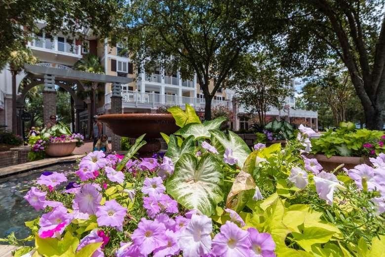 Purple and green flowers in bloom beside a fountain