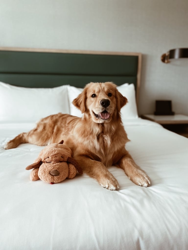 Pet Friendly Hotels In Destin Fl