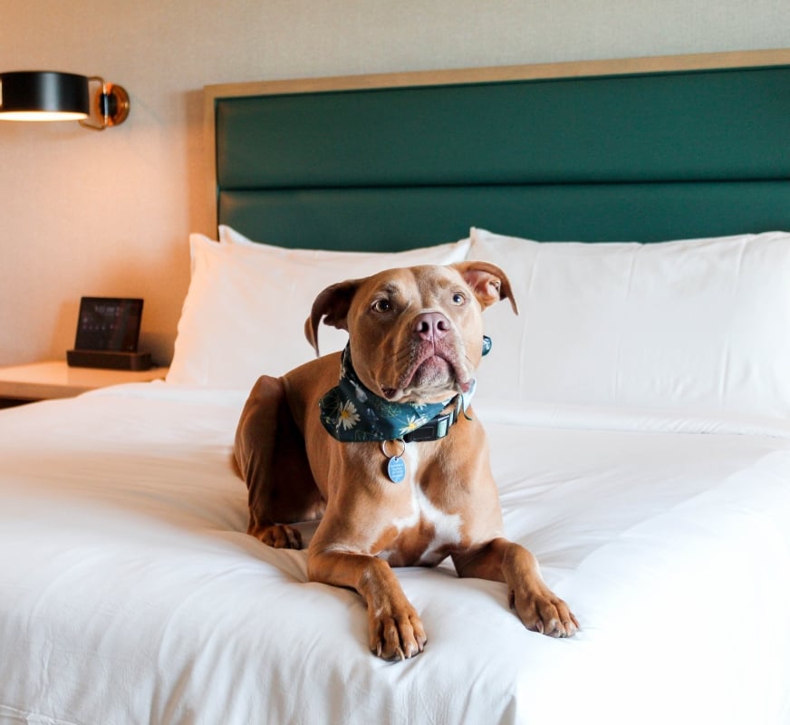 Simba in room